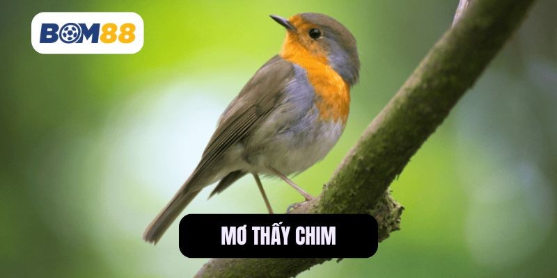 BOM88 Giải Mã Giấc Mơ Thấy Chim Một Cách Dễ Hiểu